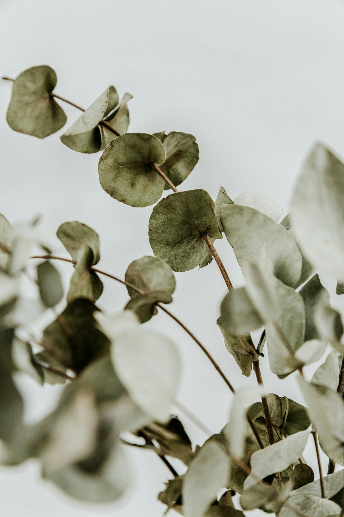 Eucalyptus leaves on a neutral background — the raw material of Tencel lyocell